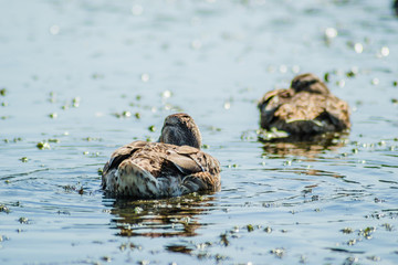 Wild ducks in their natural environment. Two wild ducks swim in the lake