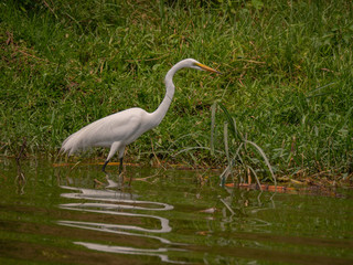 Great Egret on the banks of the Kazinga Channel, Uganda
