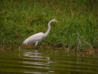 Great Egret on the banks of the Kazinga Channel, Uganda