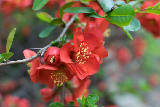 Lush Red flowers of Cydonia or Chaenomeles Japonica or Superba