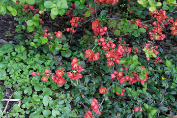 Lush Red flowers of Cydonia or Chaenomeles Japonica or Superba