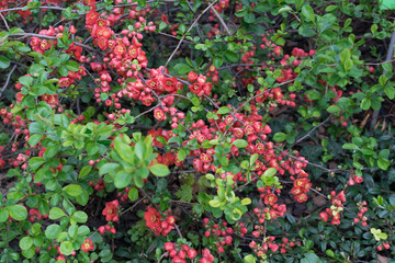 Fototapeta na wymiar Lush Red flowers of Cydonia or Chaenomeles Japonica or Superba