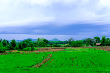 dark storm clouds with rain above the rice field, green rice fields and dark storm clouds are falling.