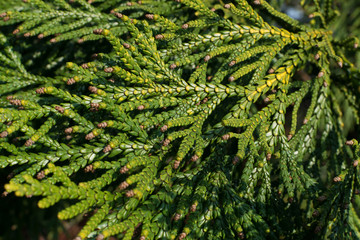 Cypress branch, floral thuja texture, pattern or background