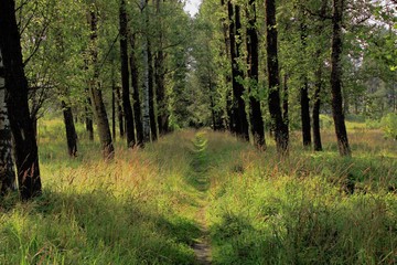 the footpath among the tall grasses and trees