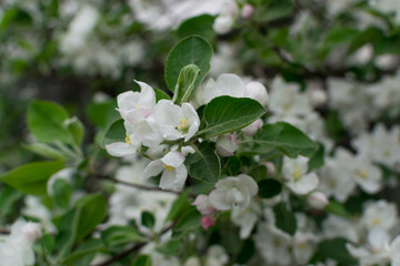 Beautiful Blossom Apple Tree Flowers and Buds