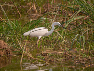 Little Egret on the banks of the Kazinga Channel, Uganda 