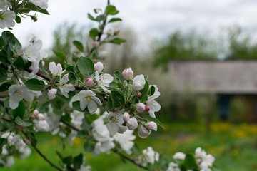 Fototapeta premium Beautiful Blossom Apple Tree Flowers and Buds