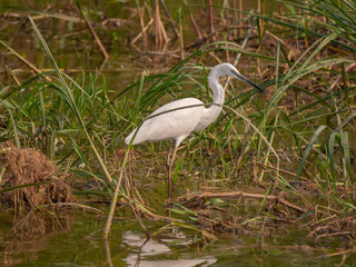Little Egret on the banks of the Kazinga Channel, Uganda 