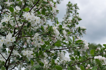 Fototapeta na wymiar Beautiful Blossom Apple Tree Flowers and Buds
