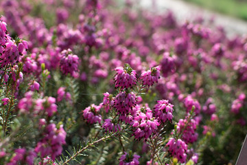 Erica Carnea or Myretoun Ruby pink flowers in spring garden