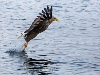 Seeadler (Haliaeetus albicilla) auf den Lofoten