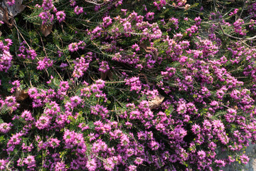 Obraz premium Erica Carnea or Myretoun Ruby pink flowers in spring garden