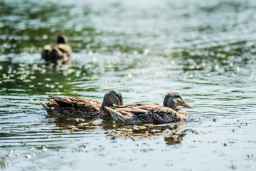 Three wild ducks swim in the lake