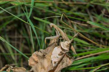 Light Mantis. Mantis sits on a dry leaf on a background of green grass. Light mantis close up.
