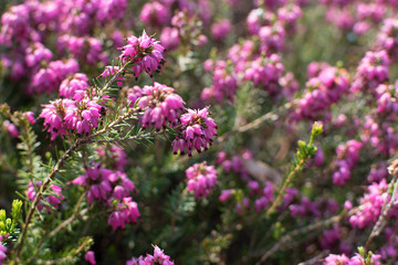 Erica Carnea or Myretoun Ruby pink flowers in spring garden