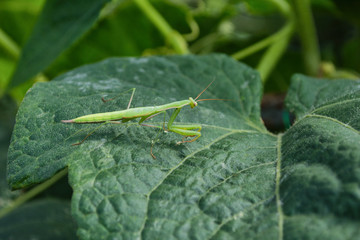 Green Mantis. Mantis sits on a leaf of cucumber in the greenhouse. Green mantis close up.