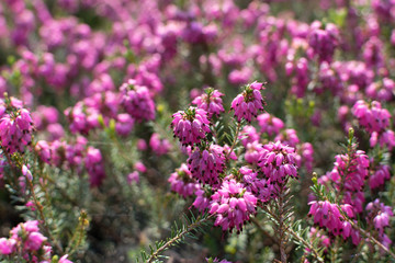 Erica Carnea or Myretoun Ruby pink flowers in spring garden