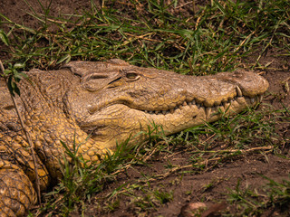 Crocodile on the banks of the Kazinga Channel, Queen Elizabeth National Park, Uganda