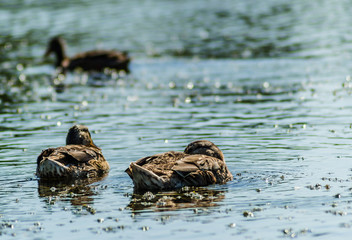 Three wild ducks swim in the lake
