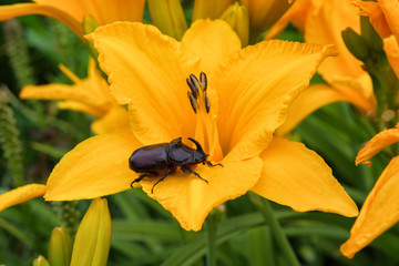 Rhinoceros Beetle. The beetle sits on a orange daylily flower. Rhino beetle close-up.
