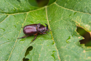 Rhinoceros Beetle. The beetle sitting on a cucumber leaf. Rhino beetle close-up.