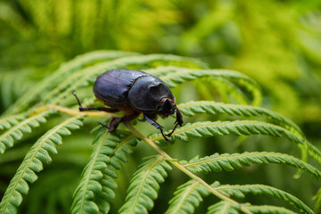 Female Rhinoceros Beetle. The beetle sitting on a green fern leaf. Female Rhino beetle close-up.