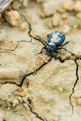 Black beetle or Blaps Mortisaga closeup on natural background