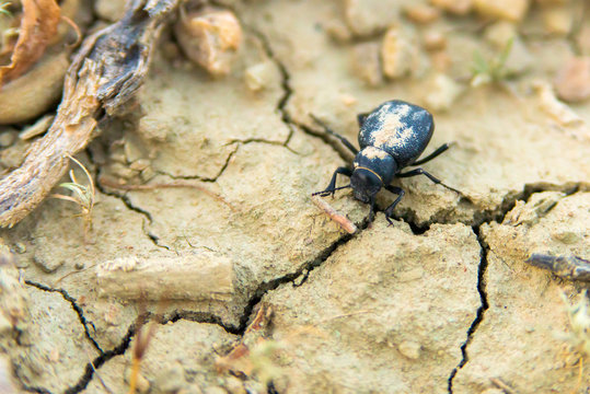 Black beetle or Blaps Mortisaga closeup on natural background
