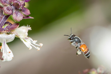 Image of little bee or dwarf bee(Apis florea) is going to suck nectar on the pollen on the natural background. Insect. Animal.