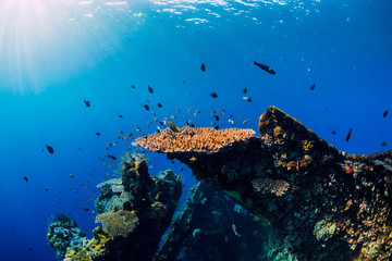 Amazing underwater world with corals and tropical fish at shipwreck.