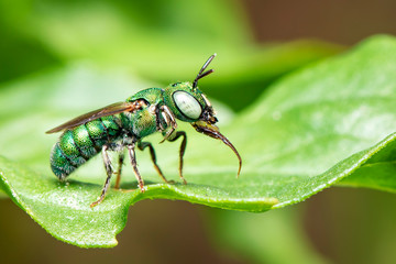 Image of Ceratina (Pithitis) smaragdula on green leaf on a natural background. Bee. Insect. Animal.
