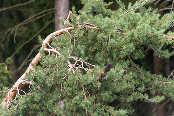 Eichhörnchen schwarz © Xaver Klaussner