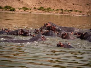 Hippopotamus in natural habitat, East Africa 