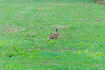 a bunny on a field with green  background
