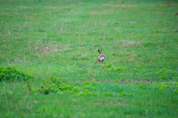 a bunny on a field with green  background