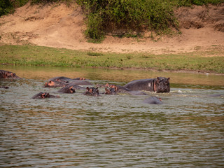 Fototapeta premium Hippopotamus in natural habitat, East Africa 
