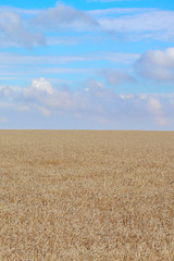 Fototapeta premium wheat field and blue sky with clouds