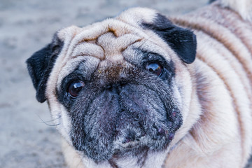 Portrait of a domestic dog breed pug, close-up of the head