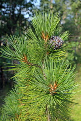 Naklejka na ściany i meble Pinus sibirica. Siberian cedar summer day