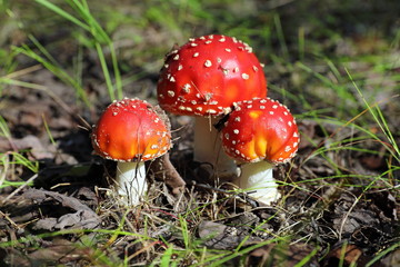Amanita muscaria. The Siberian fly agaric in the forest