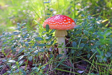 The fly agaric among Siberian cowberry in the forest