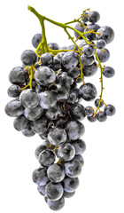 bunch of grapes isolated on white background