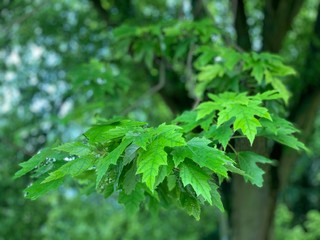 background of green leaves