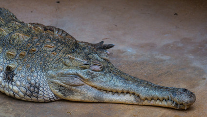 Fototapeta premium Crocodile