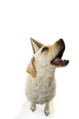 Dog celebrating new year, carnival party wearing a polka dot hat. Isolated on white background.