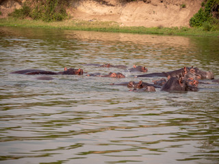 Fototapeta premium Hippopotamus in natural habitat, East Africa 