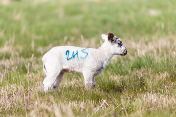 Baby spring lambs enjoying the spring sunshine in the Suffolk countyside