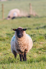 A female sheep looking directly into the camera. On a farm in rural Suffolk