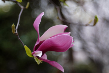 The purple magnolia is beautifully bloomed and shows off its burly appearance.